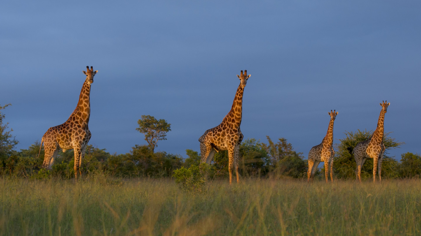 Dinokeng Game Reserve from Johannesburg